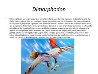 Dimorphodon
• El Dimorphodon fue un pterosaurio de tamaño mediano, vivió durante el periodo Jurásico temprano. Sus
fósiles fueron encontrados en Lyme Regis, Dorset, Reino Unido en 1828. El nombre del pterosaurio viene
de las palabras griegas que significan, “dos-forma de dientes”. Richard Owen le dio el nombre a la criatura,
con la esperanza de centrarse en su rara distinción dentro de la toda la familia de los reptiles. El extinguido
animal tenía dos tipos de dientes en las mandíbulas, cosa que rara vez se escucha a la hora de examinar
reptiles. El Dimophodon media alrededor de 3,3 pies de altura, con un pequeño cuello, pero cabeza
grande, y tenía una envergadura de 4,6 pies. Tenía una cola que incluía 33 vértebras, que pueden o no
haber sido utilizada como mecanismo de equilibrio al caminar, pero definitivamente se utilizó durante el
vuelo. Los científicos aún debaten si caminaba o no en cuatro patas, o sólo dos.
 