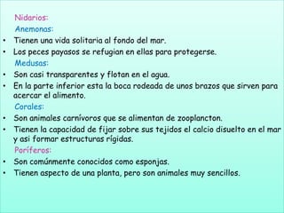 Nidarios:
Anemonas:
• Tienen una vida solitaria al fondo del mar.
• Los peces payasos se refugian en ellas para protegerse.
Medusas:
• Son casi transparentes y flotan en el agua.
• En la parte inferior esta la boca rodeada de unos brazos que sirven para
acercar el alimento.
Corales:
• Son animales carnívoros que se alimentan de zooplancton.
• Tienen la capacidad de fijar sobre sus tejidos el calcio disuelto en el mar
y asi formar estructuras rígidas.
Poríferos:
• Son comúnmente conocidos como esponjas.
• Tienen aspecto de una planta, pero son animales muy sencillos.
 