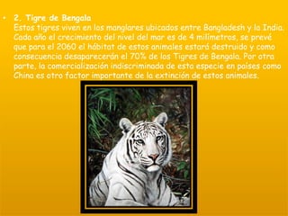 • 2. Tigre de Bengala
Estos tigres viven en los manglares ubicados entre Bangladesh y la India.
Cada año el crecimiento del nivel del mar es de 4 milímetros, se prevé
que para el 2060 el hábitat de estos animales estará destruido y como
consecuencia desaparecerán el 70% de los Tigres de Bengala. Por otra
parte, la comercialización indiscriminada de esta especie en países como
China es otro factor importante de la extinción de estos animales.
 