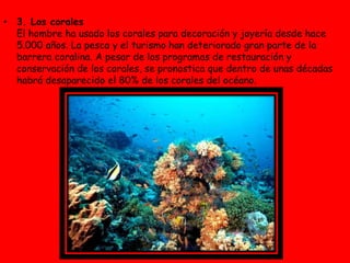 • 3. Los corales
El hombre ha usado los corales para decoración y joyería desde hace
5.000 años. La pesca y el turismo han deteriorado gran parte de la
barrera coralina. A pesar de los programas de restauración y
conservación de los corales, se pronostica que dentro de unas décadas
habrá desaparecido el 80% de los corales del océano.
 