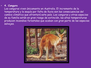 • 4. Canguro
Los canguros viven únicamente en Australia. El incremento de la
temperatura y la sequía por falta de lluvia son las consecuencias del
cambio climático que afrontará este país. Los canguros y otras especies
de su familia están en gran riesgo de extinción, las altas temperaturas
producen incendios forestales que acaban con gran parte de las especies
salvajes.
 