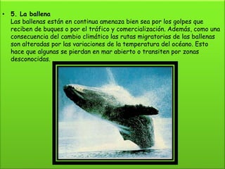 • 5. La ballena
Las ballenas están en continua amenaza bien sea por los golpes que
reciben de buques o por el tráfico y comercialización. Además, como una
consecuencia del cambio climático las rutas migratorias de las ballenas
son alteradas por las variaciones de la temperatura del océano. Esto
hace que algunas se pierdan en mar abierto o transiten por zonas
desconocidas.
 