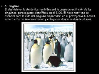 • 6. Pingüino
El deshielo en la Antártica también será la causa de extinción de los
pingüinos, para algunos científicos en el 2100. El hielo marítimo es
esencial para la vida del pingüino emperador, en el protegen a sus crías,
es la fuente de su alimentación y el lugar en donde mudan de plumas.
 