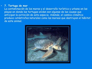 • 7. Tortuga de mar
La contaminación de los mares y el desarrollo turístico y urbano en las
playas en donde las tortugas anidan son algunas de las causas que
anticipan la extinción de esta especie. Además, el cambio climático
produce catástrofes naturales como las mareas que destruyen el hábitat
de este animal.
 