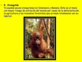 • 8. Orangután
Ya quedan pocos orangutanes en Indonesia y Malasia. Este es el mono
con mayor riesgo de extinción del mundo por causa de la deforestación,
la agricultura y los incendios forestales que arrasan totalmente con su
hábitat.
 