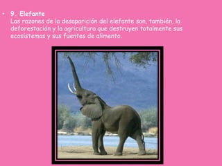 • 9. Elefante
Las razones de la desaparición del elefante son, también, la
deforestación y la agricultura que destruyen totalmente sus
ecosistemas y sus fuentes de alimento.
 