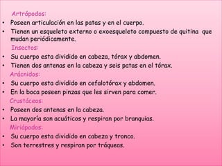 Artrópodos:
• Poseen articulación en las patas y en el cuerpo.
• Tienen un esqueleto externo o exoesqueleto compuesto de quitina que
mudan periódicamente.
Insectos:
• Su cuerpo esta dividido en cabeza, tórax y abdomen.
• Tienen dos antenas en la cabeza y seis patas en el tórax.
Arácnidos:
• Su cuerpo esta dividido en cefalotórax y abdomen.
• En la boca poseen pinzas que les sirven para comer.
Crustáceos:
• Poseen dos antenas en la cabeza.
• La mayoría son acuáticos y respiran por branquias.
Miriápodos:
• Su cuerpo esta dividido en cabeza y tronco.
• Son terrestres y respiran por tráqueas.
 