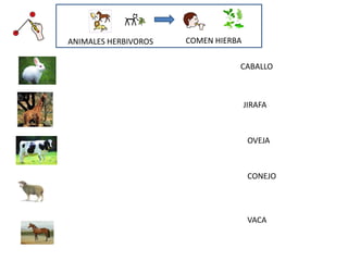 ANIMALES HERBIVOROS COMEN HIERBA
CABALLO
JIRAFA
OVEJA
CONEJO
VACA
 
