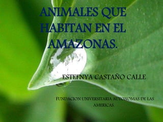 ANIMALES QUE
HABITAN EN EL
AMAZONAS.
ESTEFNYA CASTAÑO CALLE
FUNDACION UNIVERSITARIA AUTONOMAS DE LAS
AMERICAS.
 