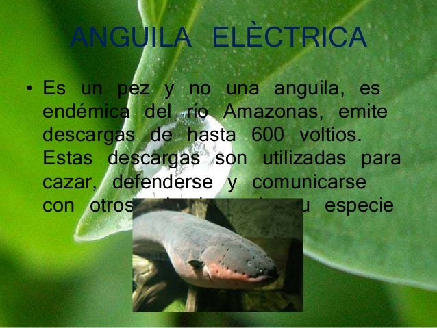 Animales que habitan en el amazonas