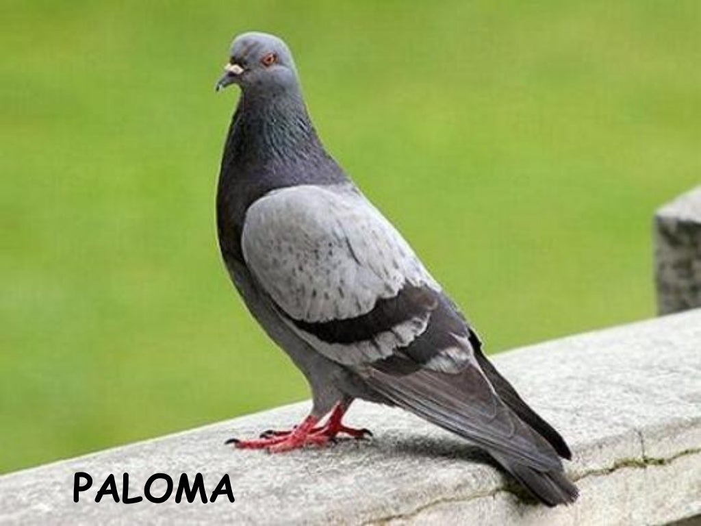 Animales que nacen de huevos