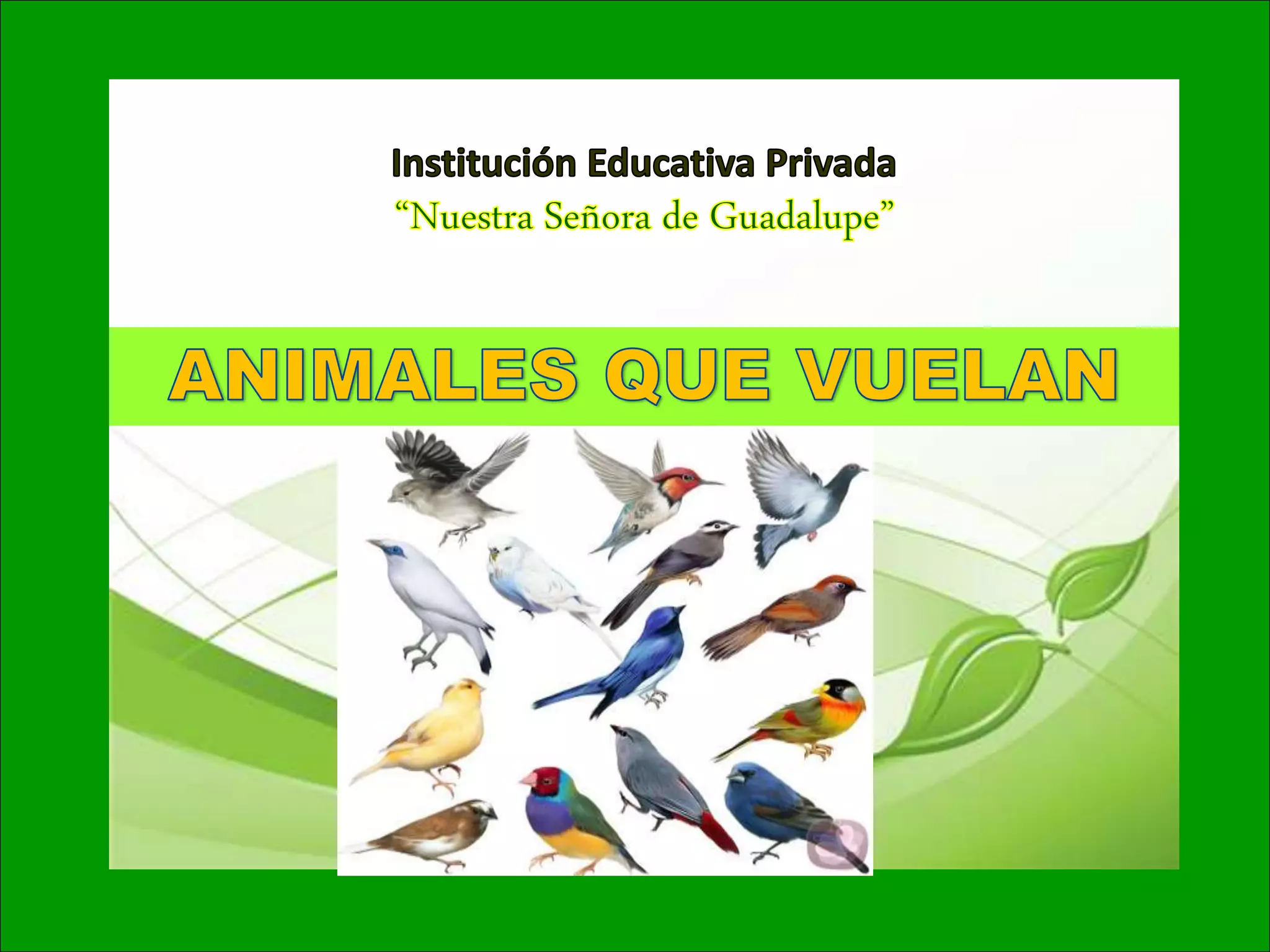 Animales que vuelan | PPT