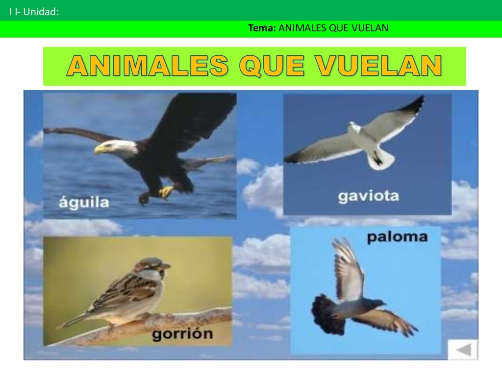 Animales que vuelan