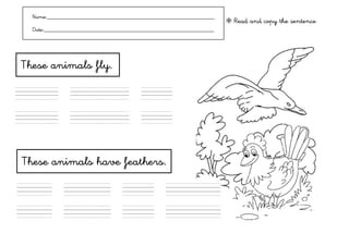 Name:___________________________________________________________
                                                                      ❇ Read and copy the sentence
  Date:____________________________________________________________




These animals fly.

----.-         anima..ls                have


----.-         anima..ls                have




These animals have feathers.

Thes         anmals               have           feathers


Thes         anmals               have           feathers
 