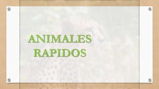 ANIMALES
RAPIDOS
 