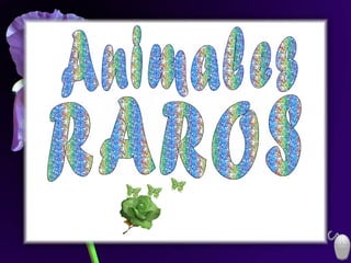 RAROS Animales 