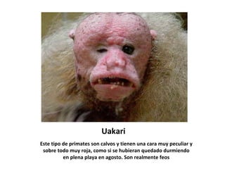 Uakari
Este tipo de primates son calvos y tienen una cara muy peculiar y
 sobre todo muy roja, como si se hubieran quedado durmiendo
          en plena playa en agosto. Son realmente feos
 