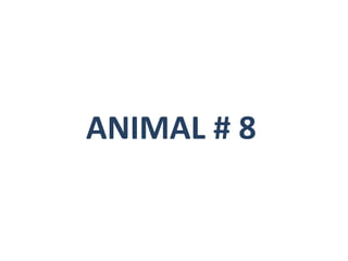 ANIMAL # 8
 