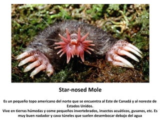 Star-nosed Mole
Es un pequeño topo americano del norte que se encuentra al Este de Canadá y al noreste de
                                     Estados Unidos.
Vive en tierras húmedas y come pequeños invertebrados, insectos acuáticos, gusanos, etc. Es
          muy buen nadador y cava túneles que suelen desembocar debajo del agua
 