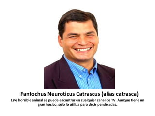 Fantochus Neuroticus Catrascus (alias catrasca)
Este horrible animal se puede encontrar en cualquier canal de TV. Aunque tiene un
                 gran hocico, solo lo utiliza para decir pendejadas.
 