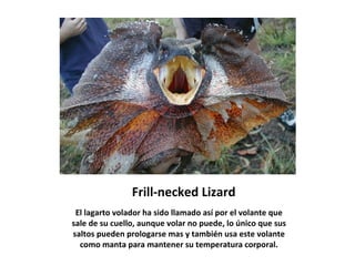 Frill-necked Lizard
 El lagarto volador ha sido llamado así por el volante que
sale de su cuello, aunque volar no puede, lo único que sus
saltos pueden prologarse mas y también usa este volante
  como manta para mantener su temperatura corporal.
 