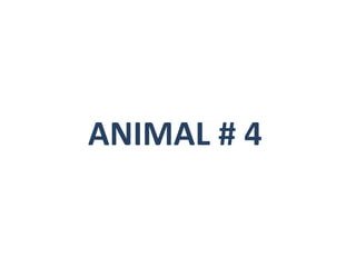 ANIMAL # 4
 
