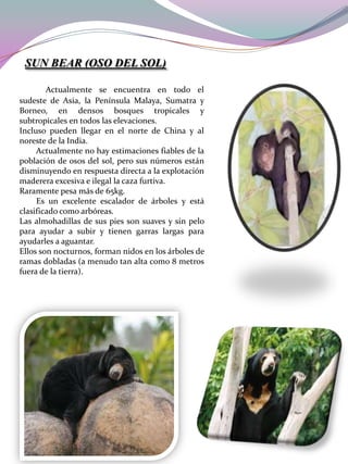 SUN BEAR (OSO DEL SOL)
Actualmente se encuentra en todo el
sudeste de Asia, la Península Malaya, Sumatra y
Borneo, en densos bosques tropicales y
subtropicales en todos las elevaciones.
Incluso pueden llegar en el norte de China y al
noreste de la India.
Actualmente no hay estimaciones fiables de la
población de osos del sol, pero sus números están
disminuyendo en respuesta directa a la explotación
maderera excesiva e ilegal la caza furtiva.
Raramente pesa más de 65kg.
Es un excelente escalador de árboles y está
clasificado como arbóreas.
Las almohadillas de sus pies son suaves y sin pelo
para ayudar a subir y tienen garras largas para
ayudarles a aguantar.
Ellos son nocturnos, forman nidos en los árboles de
ramas dobladas (a menudo tan alta como 8 metros
fuera de la tierra).

 