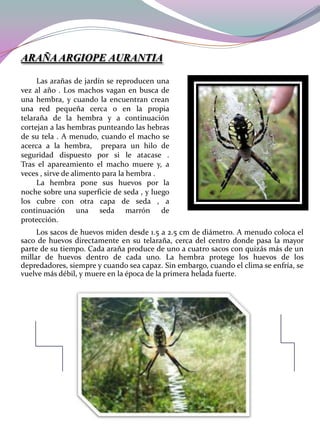 ARAÑA ARGIOPE AURANTIA
Las arañas de jardín se reproducen una
vez al año . Los machos vagan en busca de
una hembra, y cuando la encuentran crean
una red pequeña cerca o en la propia
telaraña de la hembra y a continuación
cortejan a las hembras punteando las hebras
de su tela . A menudo, cuando el macho se
acerca a la hembra, prepara un hilo de
seguridad dispuesto por si le atacase .
Tras el apareamiento el macho muere y, a
veces , sirve de alimento para la hembra .
La hembra pone sus huevos por la
noche sobre una superficie de seda , y luego
los cubre con otra capa de seda , a
continuación una seda marrón de
protección.
Los sacos de huevos miden desde 1.5 a 2.5 cm de diámetro. A menudo coloca el
saco de huevos directamente en su telaraña, cerca del centro donde pasa la mayor
parte de su tiempo. Cada araña produce de uno a cuatro sacos con quizás más de un
millar de huevos dentro de cada uno. La hembra protege los huevos de los
depredadores, siempre y cuando sea capaz. Sin embargo, cuando el clima se enfría, se
vuelve más débil, y muere en la época de la primera helada fuerte.

 
