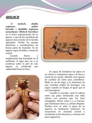 MOLOCH
El
moloch,
diablo
espinoso,
móloc
hórrido o diablillo espinoso
australiano (Moloch horridus)
es el único representante de su
género y uno de los miembros de
aspecto más extraño de la familia
Agamidae. Puebla los parajes
desérticos y semidesérticos de
buena parte de Australia. Es un
lagarto capaz de beber a través de
su piel.
Cuando
llueve,
o
simplemente hay humedad en el
ambiente, el agua que cae o se
condensa sobre la piel de este
lagarto
es
conducida
por
capilaridad hasta su boca.
Es capaz de introducir las patas en
un charco y transportar agua a su boca a
través de su cuerpo. Además, son capaces
de cambiar de color para camuflarse.
Mide 20 cm de largo, y se alimentan de
una variedad amplia de hormigas. Las
cogen usando su lengua al igual que el
oso hormiguero.
Cuando es atacado, mete la cabeza
entre sus patas mostrando una falsa
cabeza con pinchos que los hace
intragables. Ponen entre 3 y 10 huevos,
que eclosionan entre 3 y 4 meses después.
Pueden vivir 20 años. A pesar de su
aspecto, es totalmente inofensivo. Se
encuentran en Australia central y
occidental en los desiertos y terrenos con
poca vegetación.

 