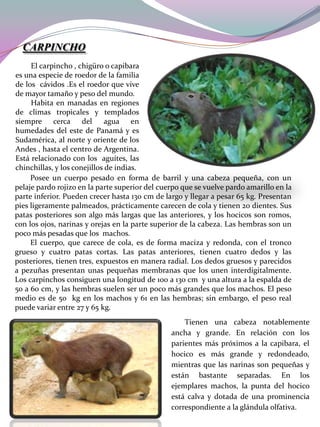 CARPINCHO
El carpincho , chigüro o capibara
es una especie de roedor de la familia
de los cávidos .Es el roedor que vive
de mayor tamaño y peso del mundo.
Habita en manadas en regiones
de climas tropicales y templados
siempre cerca del
agua en
humedades del este de Panamá y es
Sudamérica, al norte y oriente de los
Andes , hasta el centro de Argentina.
Está relacionado con los aguítes, las
chinchillas, y los conejillos de indias.
Posee un cuerpo pesado en forma de barril y una cabeza pequeña, con un
pelaje pardo rojizo en la parte superior del cuerpo que se vuelve pardo amarillo en la
parte inferior. Pueden crecer hasta 130 cm de largo y llegar a pesar 65 kg. Presentan
pies ligeramente palmeados, prácticamente carecen de cola y tienen 20 dientes. Sus
patas posteriores son algo más largas que las anteriores, y los hocicos son romos,
con los ojos, narinas y orejas en la parte superior de la cabeza. Las hembras son un
poco más pesadas que los machos.
El cuerpo, que carece de cola, es de forma maciza y redonda, con el tronco
grueso y cuatro patas cortas. Las patas anteriores, tienen cuatro dedos y las
posteriores, tienen tres, expuestos en manera radial. Los dedos gruesos y parecidos
a pezuñas presentan unas pequeñas membranas que los unen interdigitalmente.
Los carpinchos consiguen una longitud de 100 a 130 cm y una altura a la espalda de
50 a 60 cm, y las hembras suelen ser un poco más grandes que los machos. El peso
medio es de 50 kg en los machos y 61 en las hembras; sin embargo, el peso real
puede variar entre 27 y 65 kg.
Tienen una cabeza notablemente
ancha y grande. En relación con los
parientes más próximos a la capibara, el
hocico es más grande y redondeado,
mientras que las narinas son pequeñas y
están bastante separadas. En los
ejemplares machos, la punta del hocico
está calva y dotada de una prominencia
correspondiente a la glándula olfativa.

 