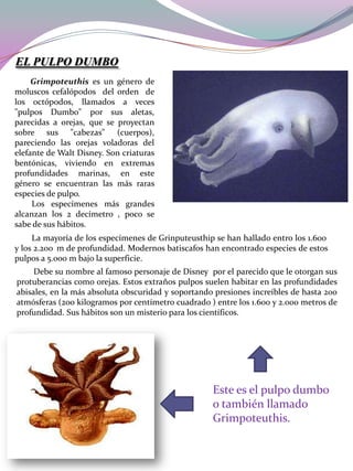 EL PULPO DUMBO
Grimpoteuthis es un género de
moluscos cefalópodos del orden de
los octópodos, llamados a veces
"pulpos Dumbo" por sus aletas,
parecidas a orejas, que se proyectan
sobre sus "cabezas" (cuerpos),
pareciendo las orejas voladoras del
elefante de Walt Disney. Son criaturas
bentónicas, viviendo en extremas
profundidades marinas, en este
género se encuentran las más raras
especies de pulpo.
Los especímenes más grandes
alcanzan los 2 decímetro , poco se
sabe de sus hábitos.
La mayoría de los especímenes de Grinputeusthip se han hallado entro los 1.600 
y los 2.200  m de profundidad. Modernos batiscafos han encontrado especies de estos
pulpos a 5.000 m bajo la superficie.
Debe su nombre al famoso personaje de Disney por el parecido que le otorgan sus
protuberancias como orejas. Estos extraños pulpos suelen habitar en las profundidades
abisales, en la más absoluta obscuridad y soportando presiones increíbles de hasta 200
atmósferas (200 kilogramos por centímetro cuadrado ) entre los 1.600 y 2.000 metros de
profundidad. Sus hábitos son un misterio para los científicos.

Este es el pulpo dumbo
o también llamado
Grimpoteuthis.

 