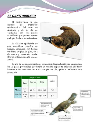 EL ORNITORRINCO
El ornitorrinco es una
especie
de
mamífero
semiacuático del este de
Australia y de la Isla de
Tasmania, son los únicos
mamíferos que ponen huevos
en lugar de dar a luz crías vivas.
La Extraña apariencia de
este mamífero ponedor de
huevos, venenoso, con hocico
en forma de pico de pato, cola
de castor y patas de nutria.
(Como reflejamos en la foto de
abajo).
Es uno de los pocos mamíferos venenosos; los machos tienen un espolón
en las patas posteriores que libera un veneno capaz de producir un dolor
intenso a los humanos, se le cazaba por su piel, pero actualmente está
protegido.
Longitud (cm)
Peso

Cuerpo

Cola

Hocico

Macho

1,0 2,4

45 - 60

10,5 - 15,3

5,8

Hembr
a

0,7 1,6

39 - 55

8,3 - 12,0

5,2

 