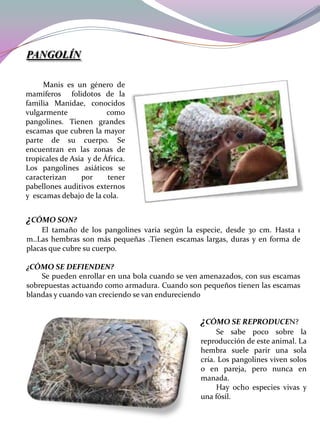 PANGOLÍN
Manis es un género de
mamíferos folidotos de la
familia Manidae, conocidos
vulgarmente
como
pangolines. Tienen grandes
escamas que cubren la mayor
parte de su cuerpo. Se
encuentran en las zonas de
tropicales de Asia y de África.
Los pangolines asiáticos se
caracterizan
por
tener
pabellones auditivos externos
y escamas debajo de la cola.

¿CÓMO SON?
El tamaño de los pangolines varia según la especie, desde 30 cm. Hasta 1
m..Las hembras son más pequeñas .Tienen escamas largas, duras y en forma de
placas que cubre su cuerpo.
¿CÓMO SE DEFIENDEN?
Se pueden enrollar en una bola cuando se ven amenazados, con sus escamas
sobrepuestas actuando como armadura. Cuando son pequeños tienen las escamas
blandas y cuando van creciendo se van endureciendo

¿CÓMO SE REPRODUCEN?
Se sabe poco sobre la
reproducción de este animal. La
hembra suele parir una sola
cría. Los pangolines viven solos
o en pareja, pero nunca en
manada.
Hay ocho especies vivas y
una fósil.

 