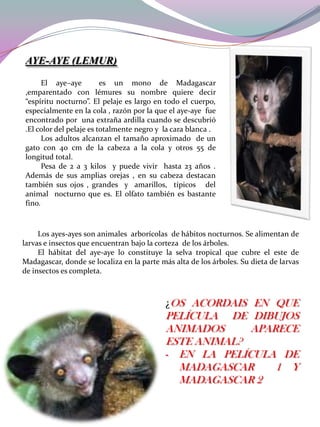 AYE-AYE (LEMUR)
El aye–aye
es un mono de Madagascar
,emparentado con lémures su nombre quiere decir
“espíritu nocturno”. El pelaje es largo en todo el cuerpo,
especialmente en la cola , razón por la que el aye-aye fue
encontrado por una extraña ardilla cuando se descubrió
.El color del pelaje es totalmente negro y la cara blanca .
Los adultos alcanzan el tamaño aproximado de un
gato con 40 cm de la cabeza a la cola y otros 55 de
longitud total.
Pesa de 2 a 3 kilos y puede vivir hasta 23 años .
Además de sus amplias orejas , en su cabeza destacan
también sus ojos , grandes y amarillos, típicos del
animal nocturno que es. El olfato también es bastante
fino.

Los ayes-ayes son animales arborícolas de hábitos nocturnos. Se alimentan de
larvas e insectos que encuentran bajo la corteza de los árboles.
El hábitat del aye-aye lo constituye la selva tropical que cubre el este de
Madagascar, donde se localiza en la parte más alta de los árboles. Su dieta de larvas
de insectos es completa.

¿OS ACORDAIS EN QUE

PELÍCULA DE DIBUJOS
ANIMADOS
APARECE
ESTE ANIMAL?
- EN LA PELÍCULA DE
MADAGASCAR
1 Y
MADAGASCAR 2

 