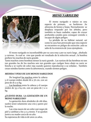MONO NARIGUDO
El mono narigudo o násico es una
especie de primate,
es herbívoro .Se
alimenta de brotes y hojas. Normalmente se
desplaza trepando por los árboles, pero
también es buen nadador, capaz de cruzar
profundos canales para conseguir comida o
escapar de algún peligro.
La pérdida de su hábitat natural, así
como la caza han provocado que esta especie
se encuentre en peligro de extinción ,solo se
sabe de la existencia de 7000 ejemplares.
El mono narigudo es inconfundible por su cara rosa y por su nariz larga , abultada
y carnosa , la cual se cree que puede ser resultado de la selección sexual ; la hembra
prefiere los machos de nariz grande.
Tanto machos como hembras tienen la nariz grande . Las narices de las hembras no son
tan grandes las de los machos son tan grandes que cuelgan boca abajo su nariz se
hincha y se vuelve de color roja cuando quieren reproducirse o se enfadan . También
crean sonidos fuertes como la advertencia, cuando sienten peligro.

MEDIDA Y PESO DE LOS MONOS NARIGUDOS
De longitud los machos entre la cabeza
y el cuerpo miden desde 66 a 76 cm, con un
peso de 16 a 22 kg.
Las hembras entre la cabeza y el cuerpo
miden de 53 a 64 cm, con un peso de 7 a 11
kg.
¿CUÁNTO DURA LA GESTACIÓN DE UN
MONO NARIGUDO?
La gestación dura alrededor de 166 días,
suelen tener solamente una cría y paren por
la noche.
Las crías nacen de un color casi negro de
piel y cambian a los 3 o 4 meses. Y se quedan
junto a su madre cerca de un año.
Su esperanza de vida es de unos 20 años.

 