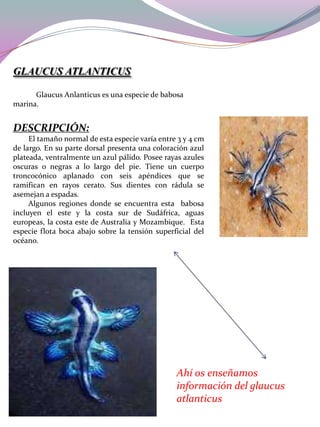 GLAUCUS ATLANTICUS
Glaucus Anlanticus es una especie de babosa
marina.

DESCRIPCIÓN:
El tamaño normal de esta especie varía entre 3 y 4 cm
de largo. En su parte dorsal presenta una coloración azul
plateada, ventralmente un azul pálido. Posee rayas azules
oscuras o negras a lo largo del pie. Tiene un cuerpo
troncocónico aplanado con seis apéndices que se
ramifican en rayos cerato. Sus dientes con rádula se
asemejan a espadas.
Algunos regiones donde se encuentra esta babosa
incluyen el este y la costa sur de Sudáfrica, aguas
europeas, la costa este de Australia y Mozambique. Esta
especie flota boca abajo sobre la tensión superficial del
océano.

Ahí os enseñamos
información del glaucus
atlanticus

 