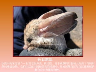 耳跳鼠长
沙漠中的米奇鼠 " — 有着老鼠外表 , 尾巴长 , 善于跳 的后腿和大的出了奇的耳跃
的 物。它 生活在中国和蒙古的沙漠中朵 啮齿动 们 , 并被国 自然与自然 源保际 资 护
合会列 危物 。联 为濒 种
 