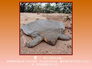 鼋  ( 一 大型 甲种 软 乌龟 )
　　 的栖息地主要是这种龟 岛屿 , 淡水湖泊和溪流。 柔 的背甲直径可以鼋 软 达 2
米 , 其重量超过 50 公斤。
 
