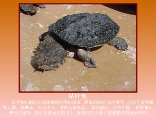 枯叶龟
　　枯叶 的栖息在流速 慢的黑色溪流龟 缓 , 的池塘 和沼 等浑浊 泽 , 分布于玻利维
北部、秘 、厄瓜多尔、哥 比 部、 委内瑞拉、巴西中部。 枯叶 是亚 鲁东 伦 亚东 龟
一 水生 物种 动 , 但它喜 呆在潜水中欢 , 它的大鼻子就能 伸到水面呼吸。这样 够
 