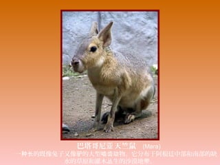 巴塔哥尼 天竺鼠亚     (Mara)
　　一 的既像兔子又像 的大型 物。它分布于阿根廷中部和南部的缺种长 驴 啮齿动
水的草原和灌木 生的沙漠地 。丛 带
 