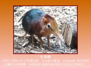 鼻长 鼩
它 广泛的分布于非洲南部，生存能力 强，从们 极 Namib 的沙漠到
布 巨石的地 ，再到南非茂盛的森里都可以 到它的身影。满 带 见
 