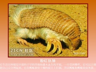 粉红犰狳
它生活在阿根廷中部的干旱的草地和灌木 生的平原。一旦受到 ，它可以立刻丛 惊吓
把自己完全埋起来。它在 洞旁干燥的泥土上打洞，并以 和 幼虫 食。蚂蚁 蚂蚁 蚂蚁 为
 