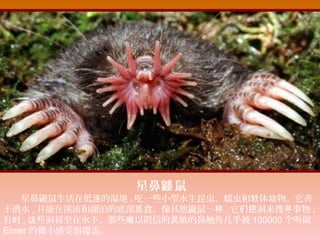 星鼻 鼠鼹
　　星鼻鼹鼠生活在低 的湿地洼 , 吃一些小型水生昆虫、蠕虫和 体 物。它善软 动
于潜水 , 并能在溪流和湖泊的底部 食。像其他鼹鼠一觅 样 , 它 洞来搜 事物们挖 寻 ;
有时 , 些洞甚至在水下。那些 以置信的 敏的鼻触角几乎被这 难 灵 100000 个叫做
Eimer 的微小感受器覆盖。
 