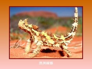 澳洲棘蜥
 