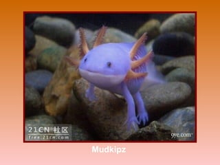 Mudkipz
 