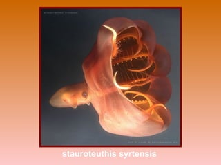 stauroteuthis syrtensis
 
