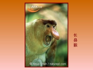 长
鼻
猴
 