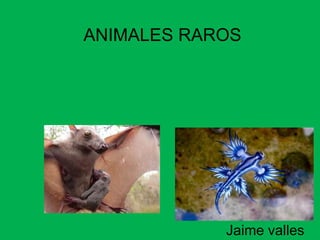 ANIMALES RAROS
Jaime valles
 
