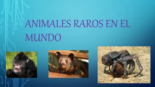 ANIMALES RAROS EN EL
MUNDO
 
