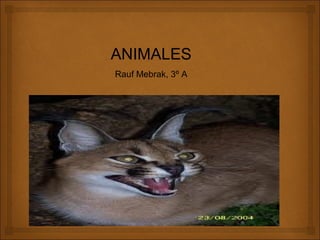 ANIMALES
Rauf Mebrak, 3º A
 